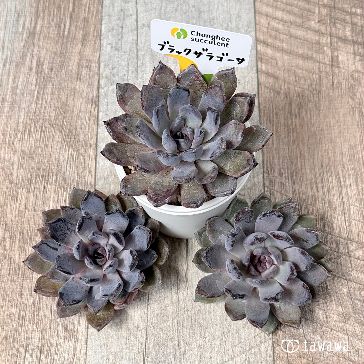 ＊新入荷＊　ブラックザラゴーサ【単頭苗】（チャンヒー農園苗）