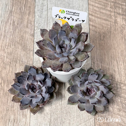 ＊新入荷＊　ブラックザラゴーサ【単頭苗】（チャンヒー農園苗）