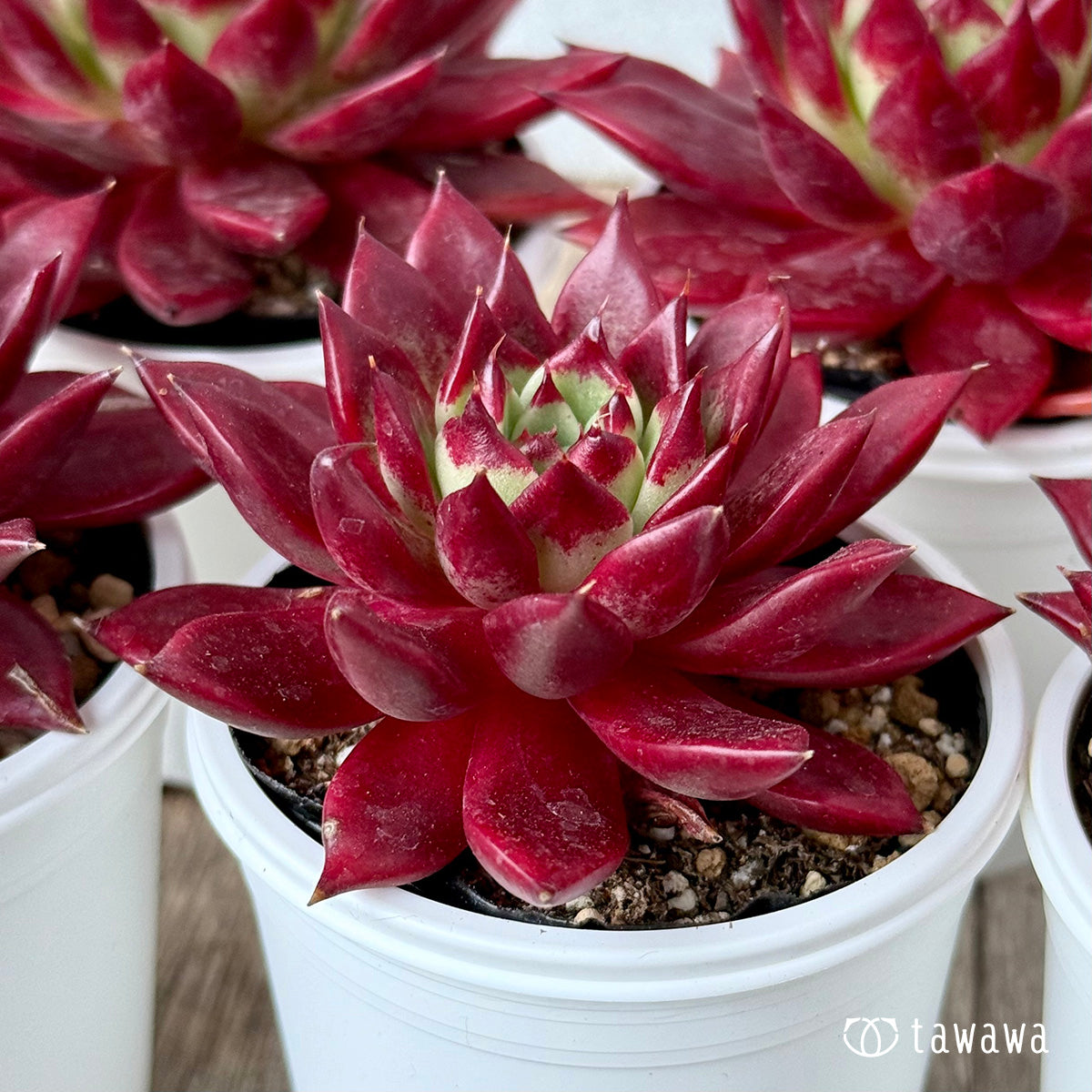 New Arrivals: Ice Green