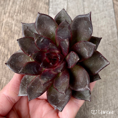 ＊新入荷＊　モカ（チャンヒー農園苗）