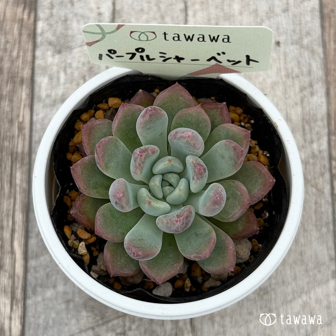 パープルシャーベット 【tawawaハウス苗】