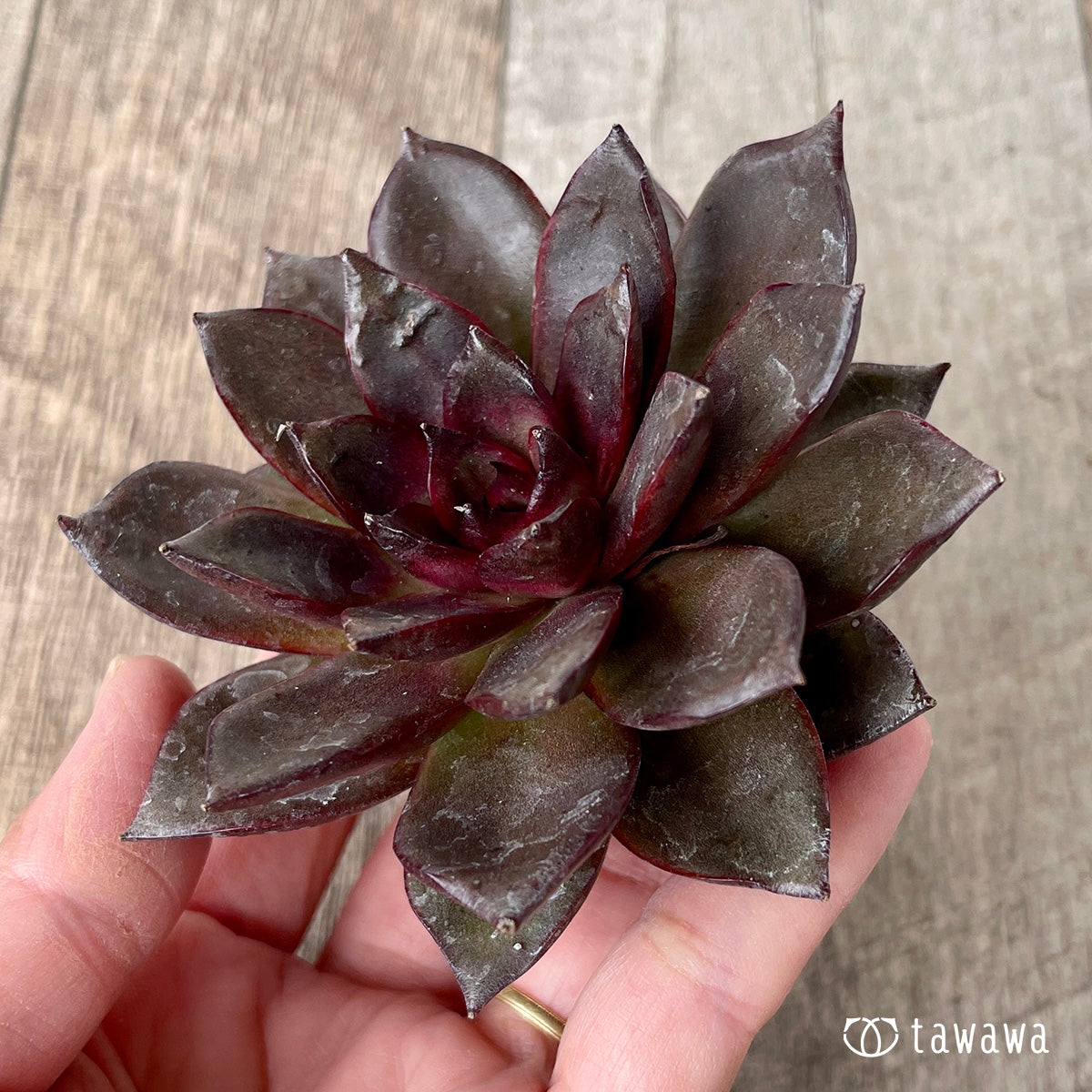 ＊新入荷＊　モカ（チャンヒー農園苗）