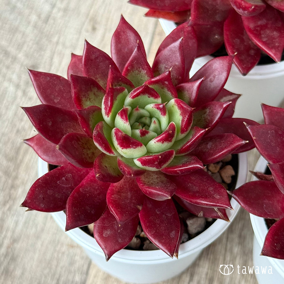 New Arrivals: Ice Green