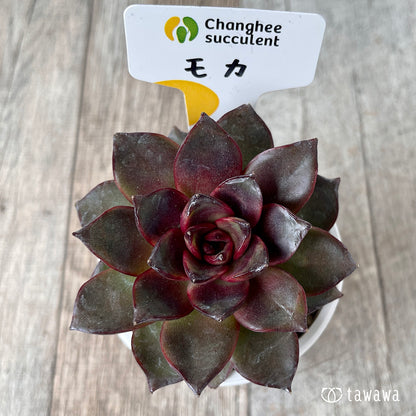 ＊新入荷＊　モカ（チャンヒー農園苗）