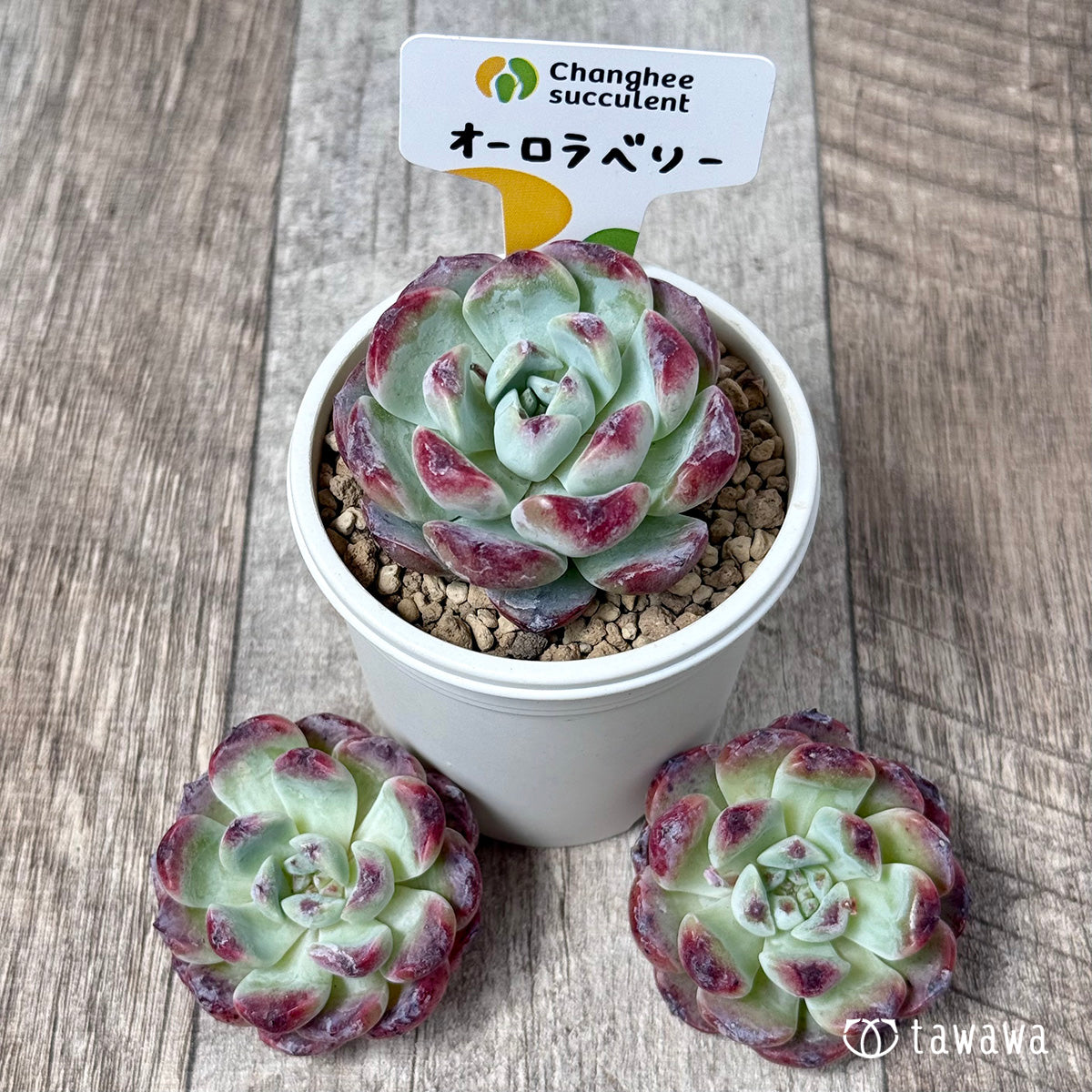 ＊新入荷＊　オーロラベリー【中サイズ苗】（チャンヒー農園苗）