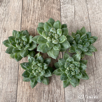 ＊新入荷＊　ユニコーン（チャンヒー農園苗）