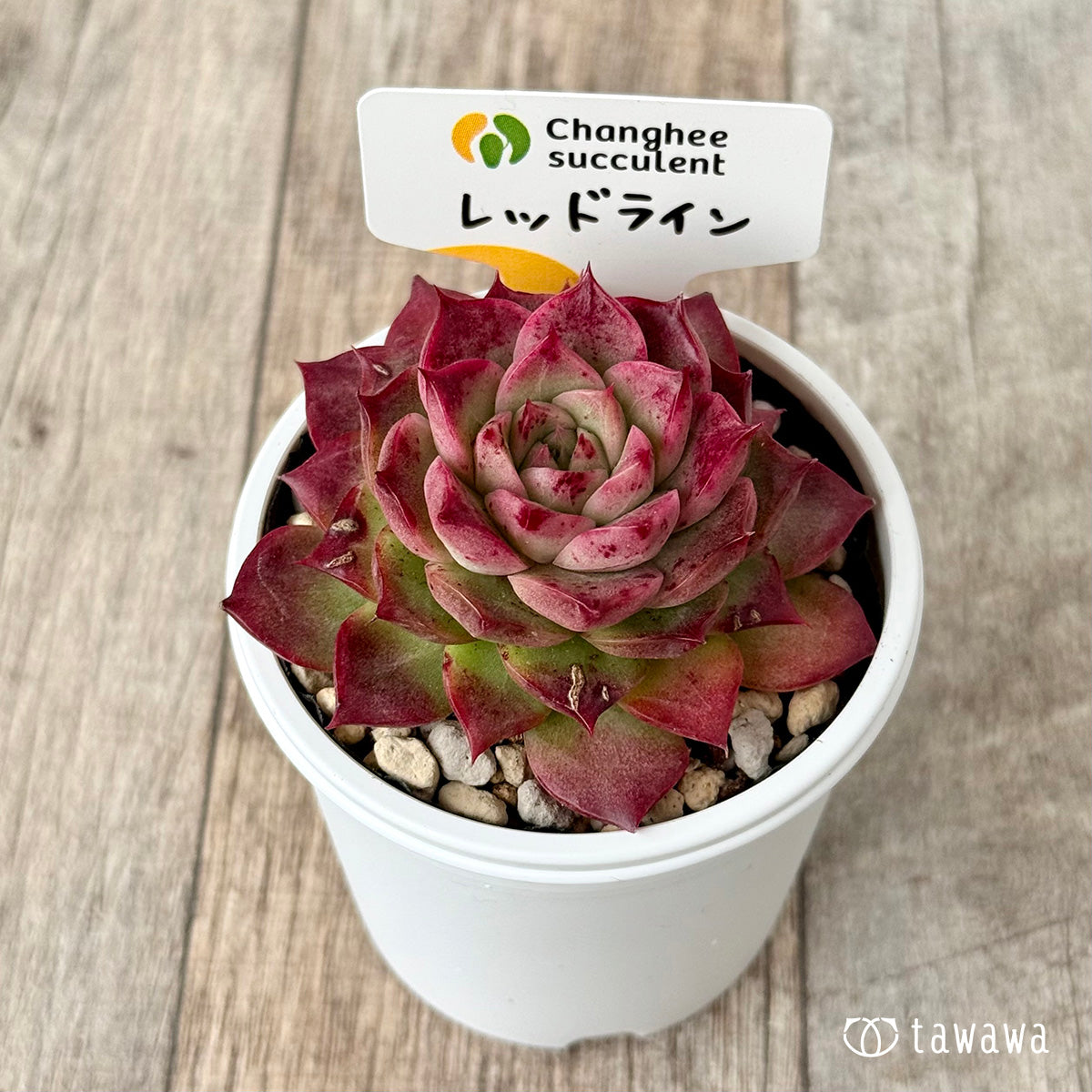 ＊新発売＊　レッドライン（チャンヒー農園）【tawawaハウス苗】