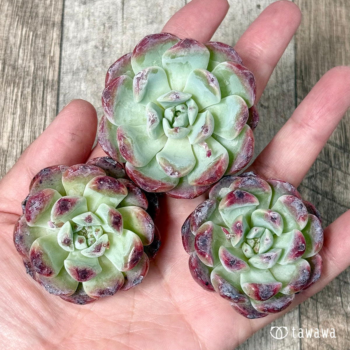 ＊新入荷＊　オーロラベリー【中サイズ苗】（チャンヒー農園苗）