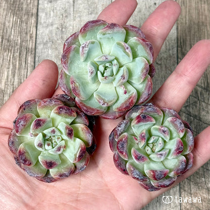 ＊新入荷＊　オーロラベリー【中サイズ苗】（チャンヒー農園苗）