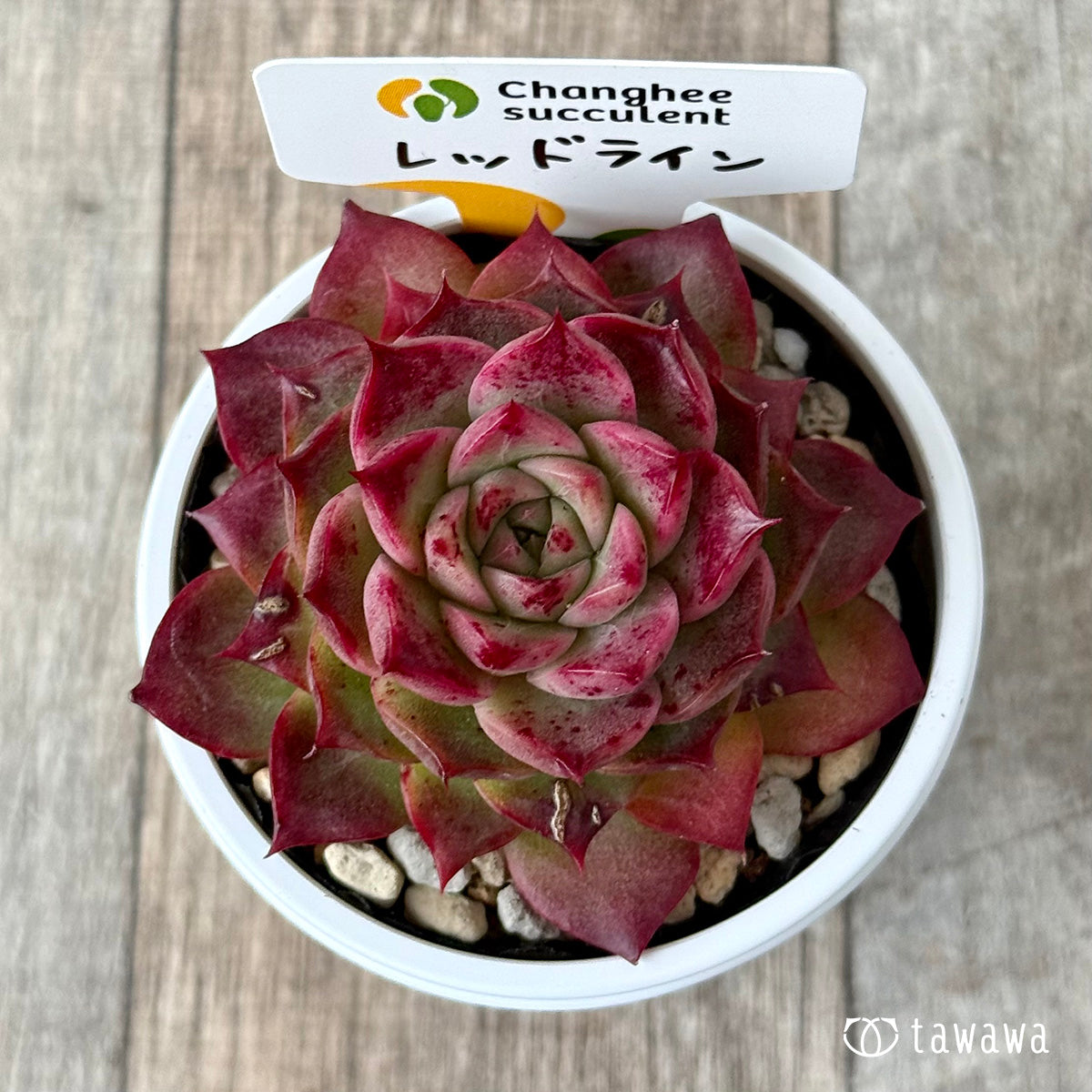 ＊新発売＊　レッドライン（チャンヒー農園）【tawawaハウス苗】