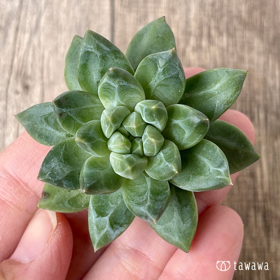 New Arrivals: Ice Green