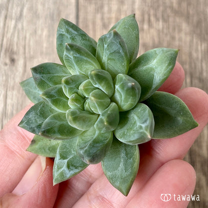 ＊新入荷＊　ユニコーン（チャンヒー農園苗）