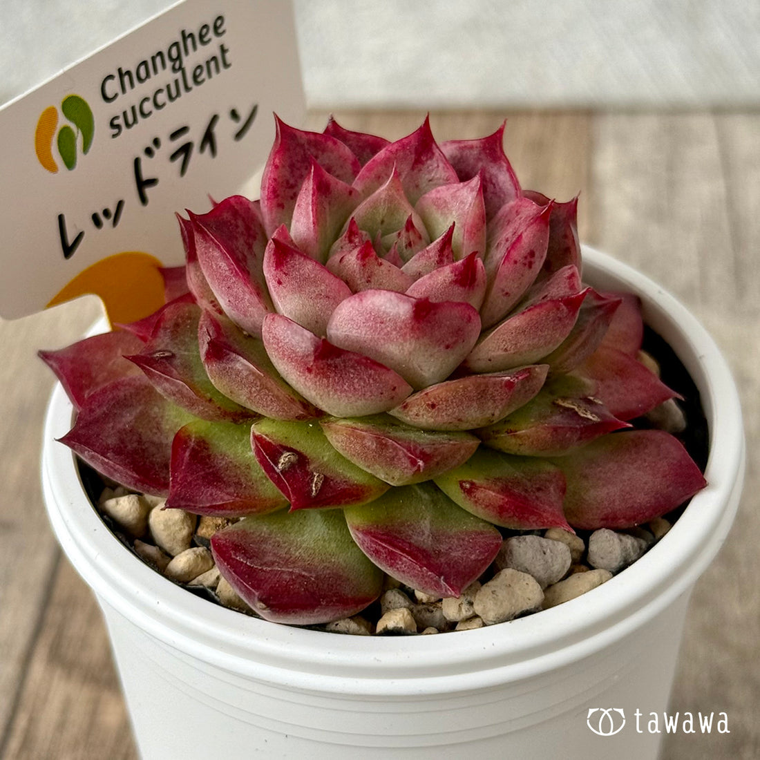 ＊新発売＊　レッドライン（チャンヒー農園）【tawawaハウス苗】