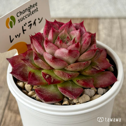 ＊新発売＊　レッドライン（チャンヒー農園）【tawawaハウス苗】