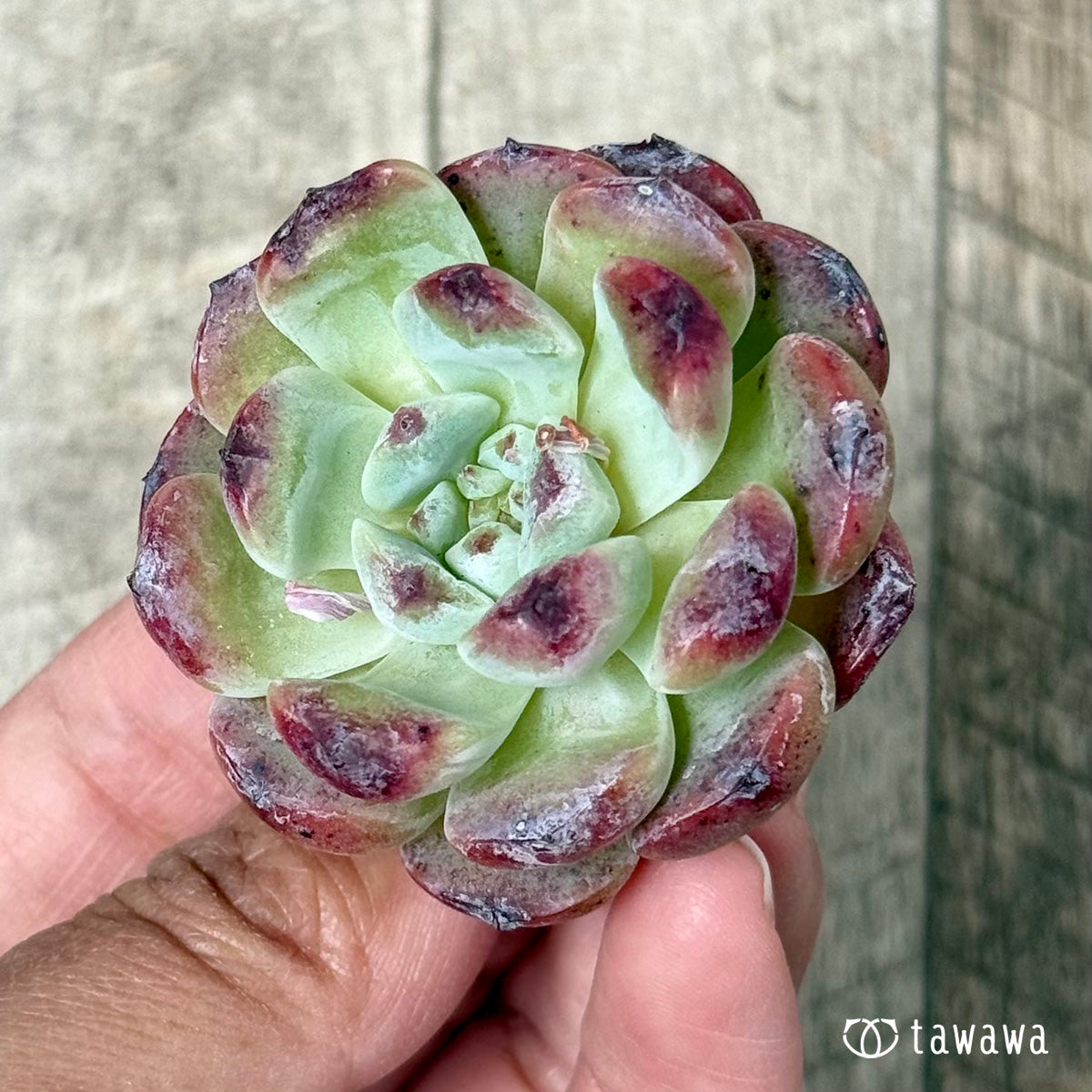 ＊新入荷＊　オーロラベリー【中サイズ苗】（チャンヒー農園苗）