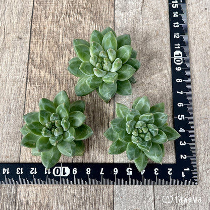 ＊新入荷＊　ユニコーン（チャンヒー農園苗）