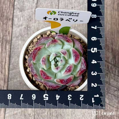 ＊新入荷＊　オーロラベリー【中サイズ苗】（チャンヒー農園苗）