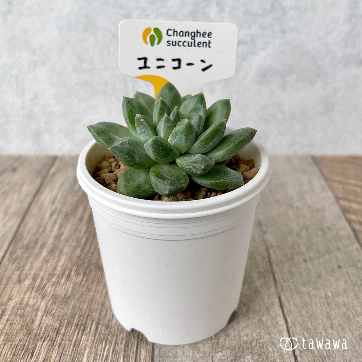 ＊新入荷＊　ユニコーン（チャンヒー農園苗）