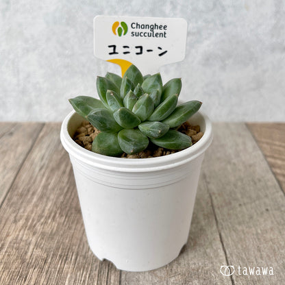 ＊新入荷＊　ユニコーン（チャンヒー農園苗）