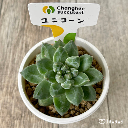 ＊新入荷＊　ユニコーン（チャンヒー農園苗）