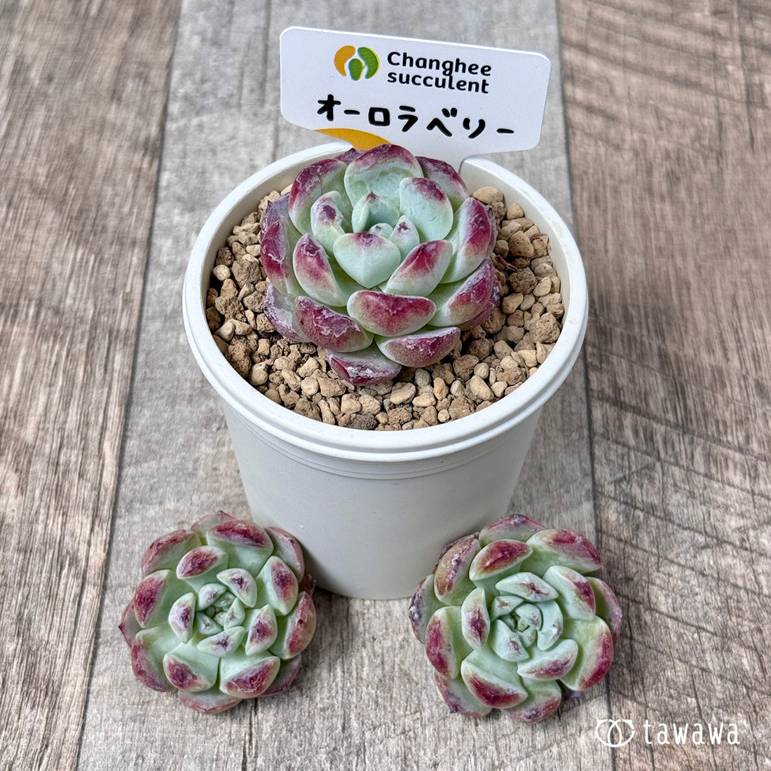 オーロラベリー【小サイズ苗】(チャンヒー農園苗)