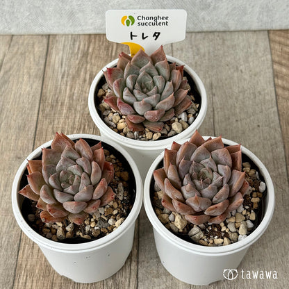 New Arrivals: Ice Green