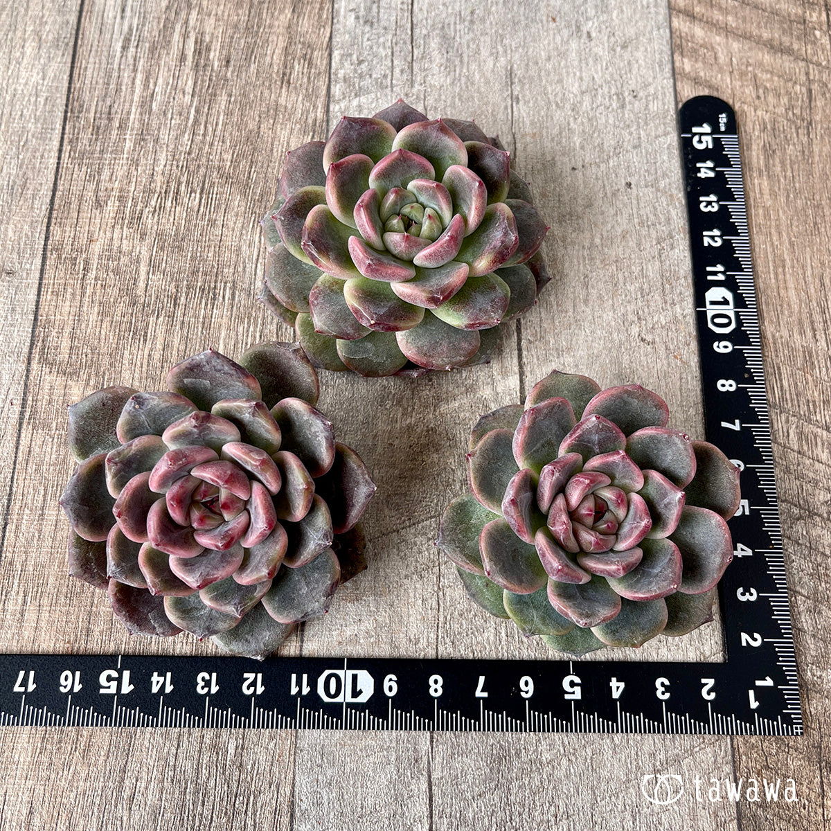 ＊新入荷＊　ライラックドレス【約6~7㎝】（チャンヒー農園苗）