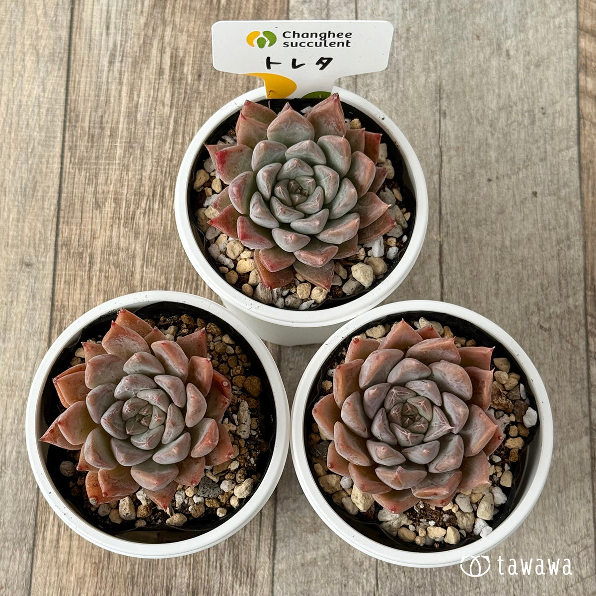 New Arrivals: Ice Green