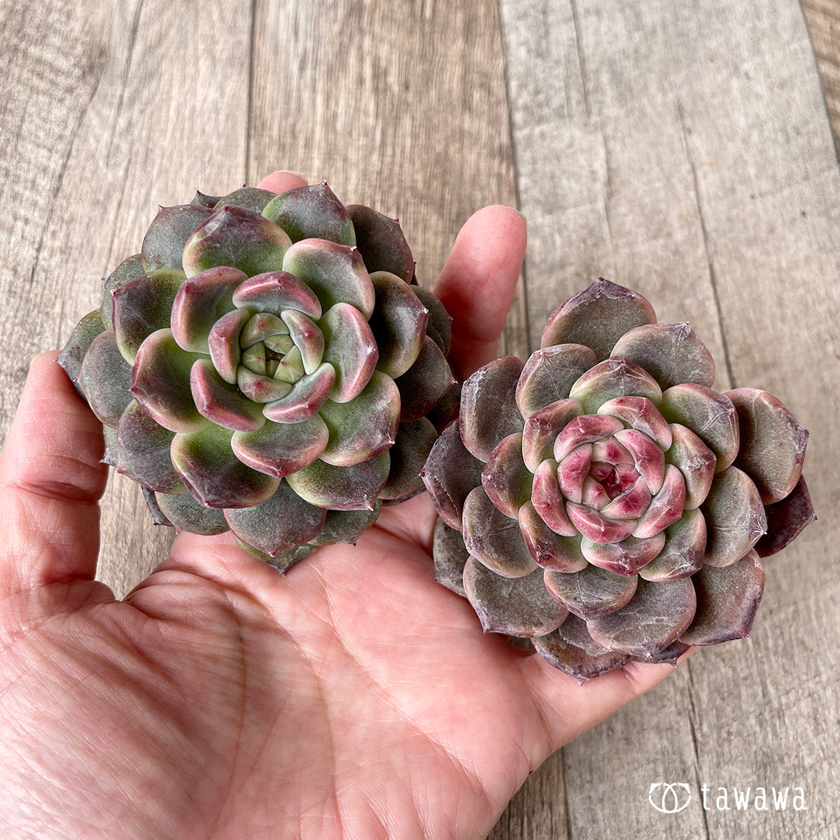 ＊新入荷＊　ライラックドレス【約6~7㎝】（チャンヒー農園苗）