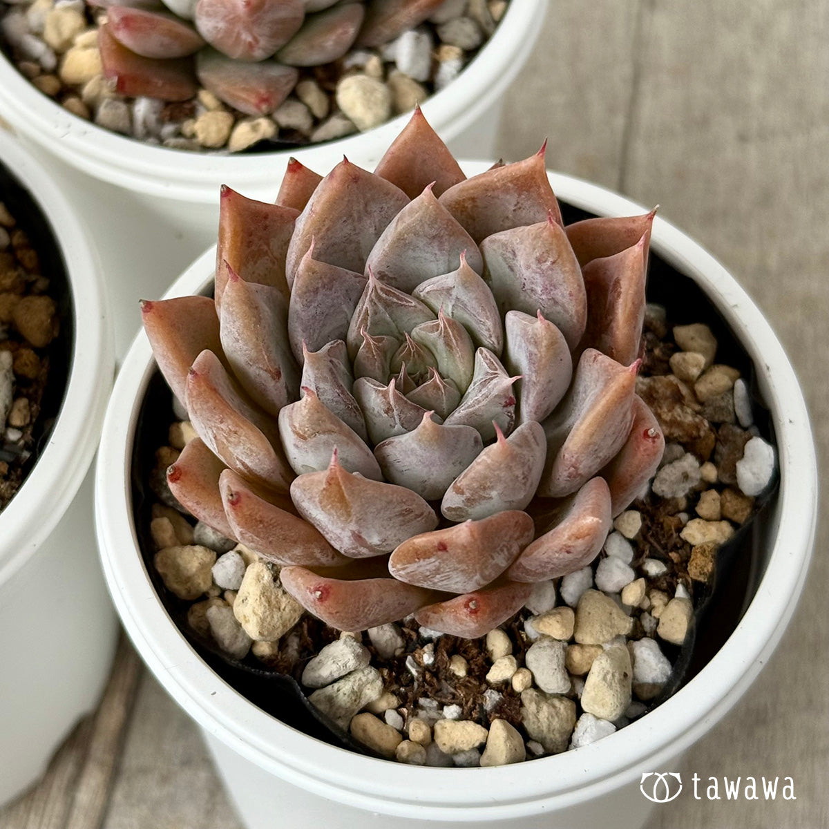 New Arrivals: Ice Green