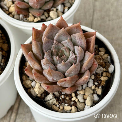 New Arrivals: Ice Green