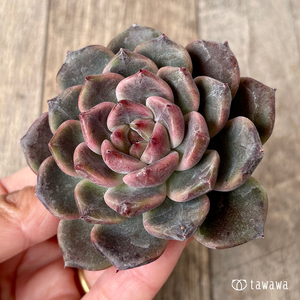 2.【チャンヒー農園苗】11/9発売新入荷苗 – 多肉植物の通販・販売