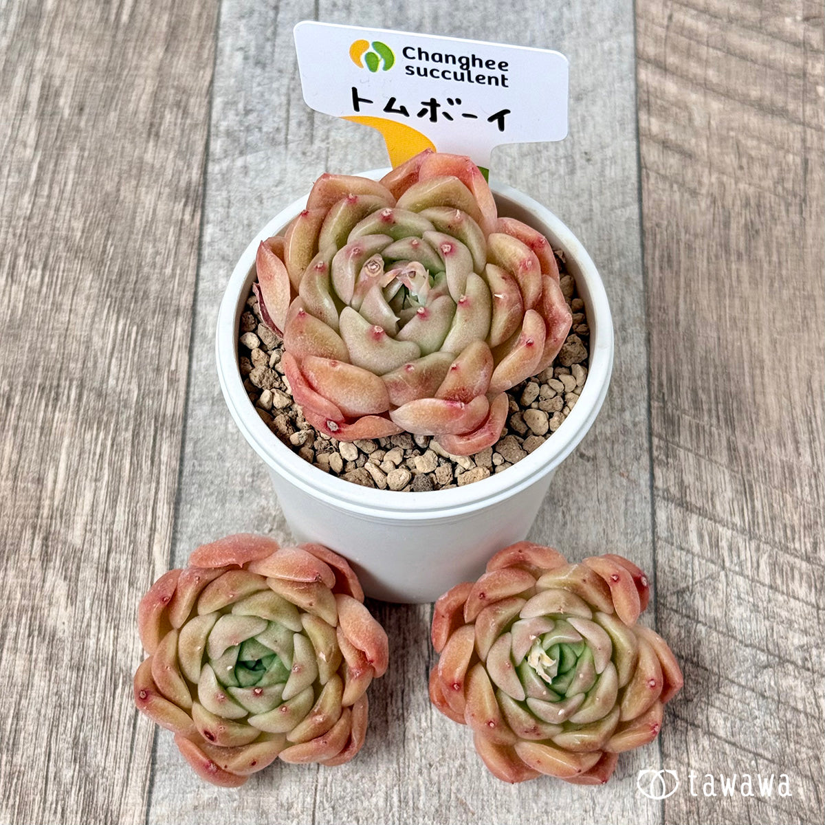 トムボーイ（チャンヒー農園苗）