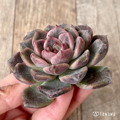 ＊新入荷＊　ライラックドレス【約6~7㎝】（チャンヒー農園苗）