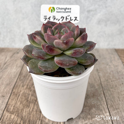 ＊新入荷＊　ライラックドレス【約6~7㎝】（チャンヒー農園苗）