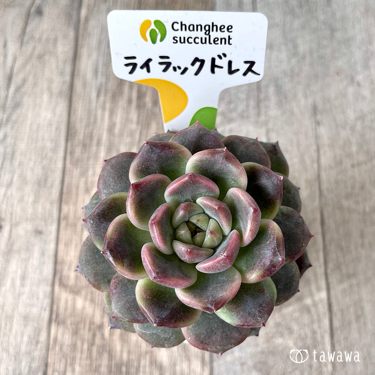 ＊新入荷＊　ライラックドレス【約6~7㎝】（チャンヒー農園苗）