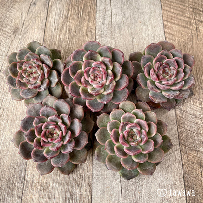 ＊新入荷＊　ライラックドレス【約8㎝以上】（チャンヒー農園苗）