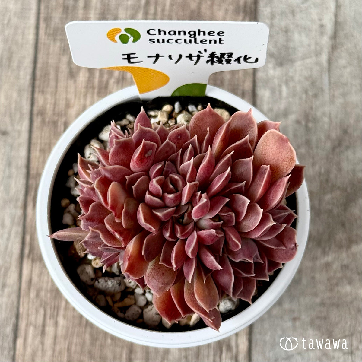 New Arrivals: Ice Green