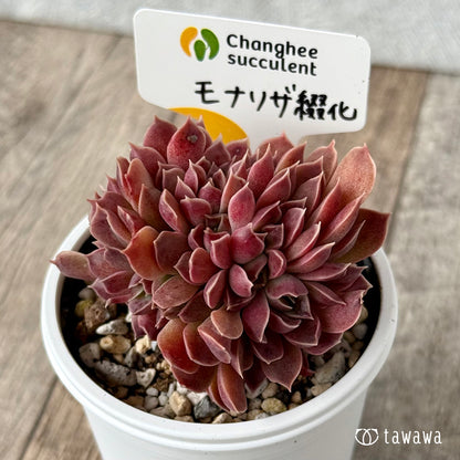 New Arrivals: Ice Green