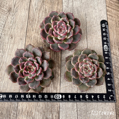 ＊新入荷＊　ライラックドレス【約8㎝以上】（チャンヒー農園苗）