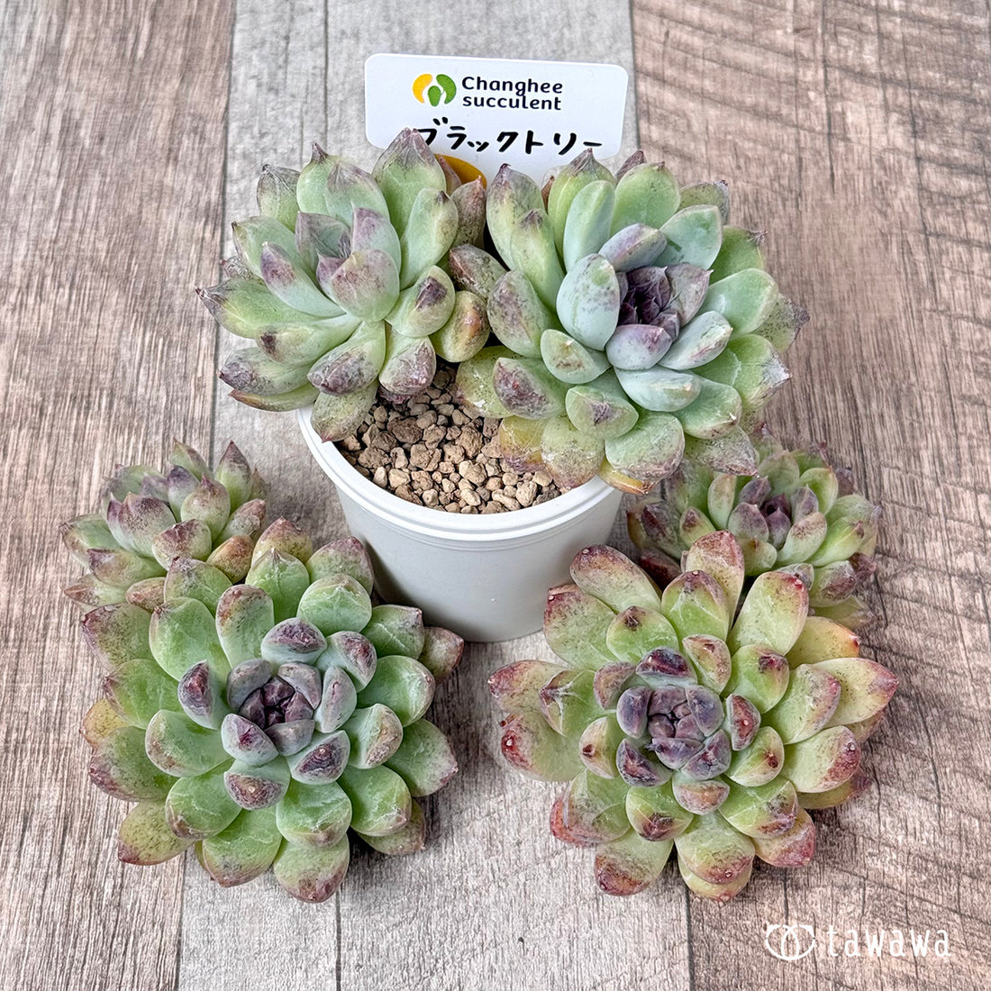 New Arrivals: Ice Green