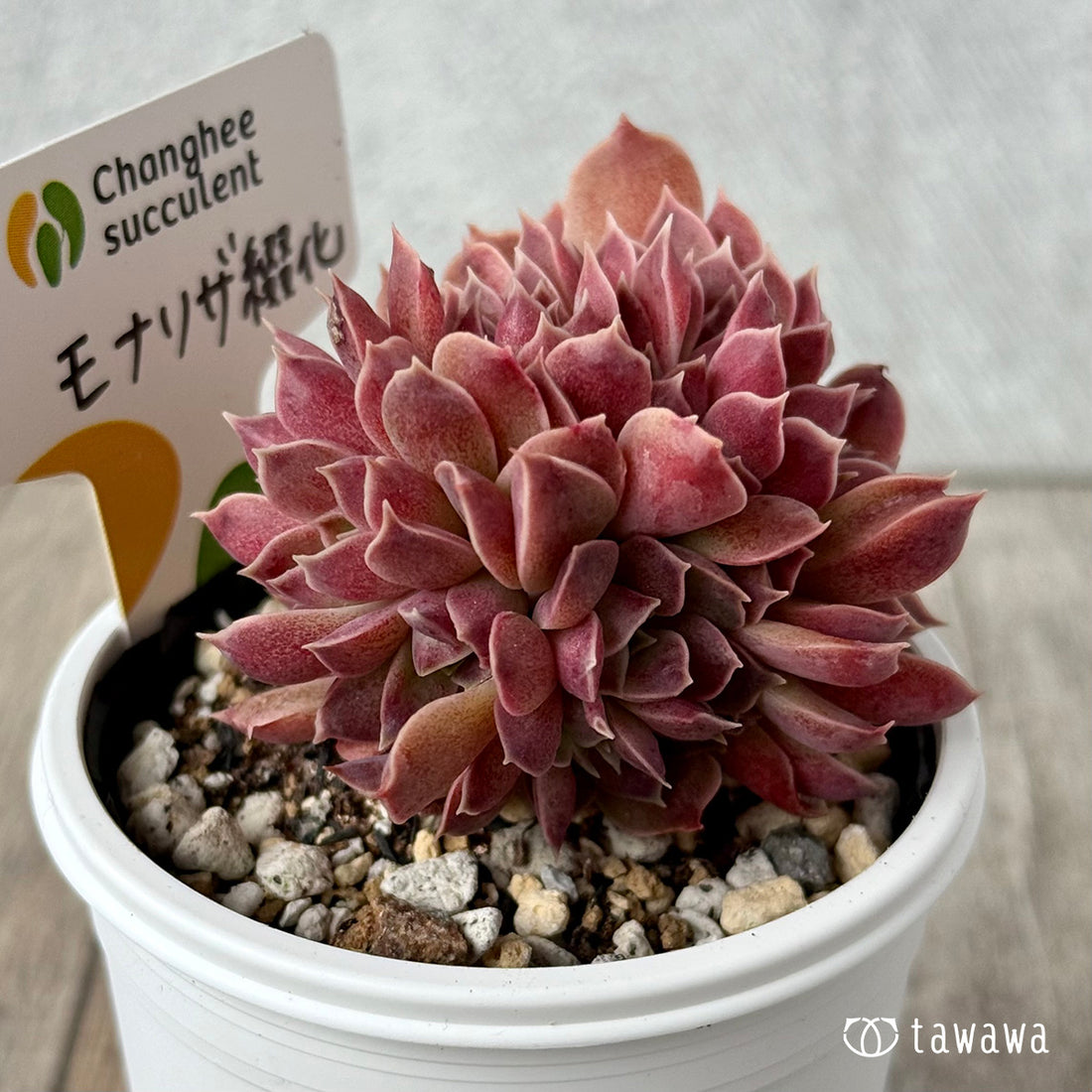 New Arrivals: Ice Green