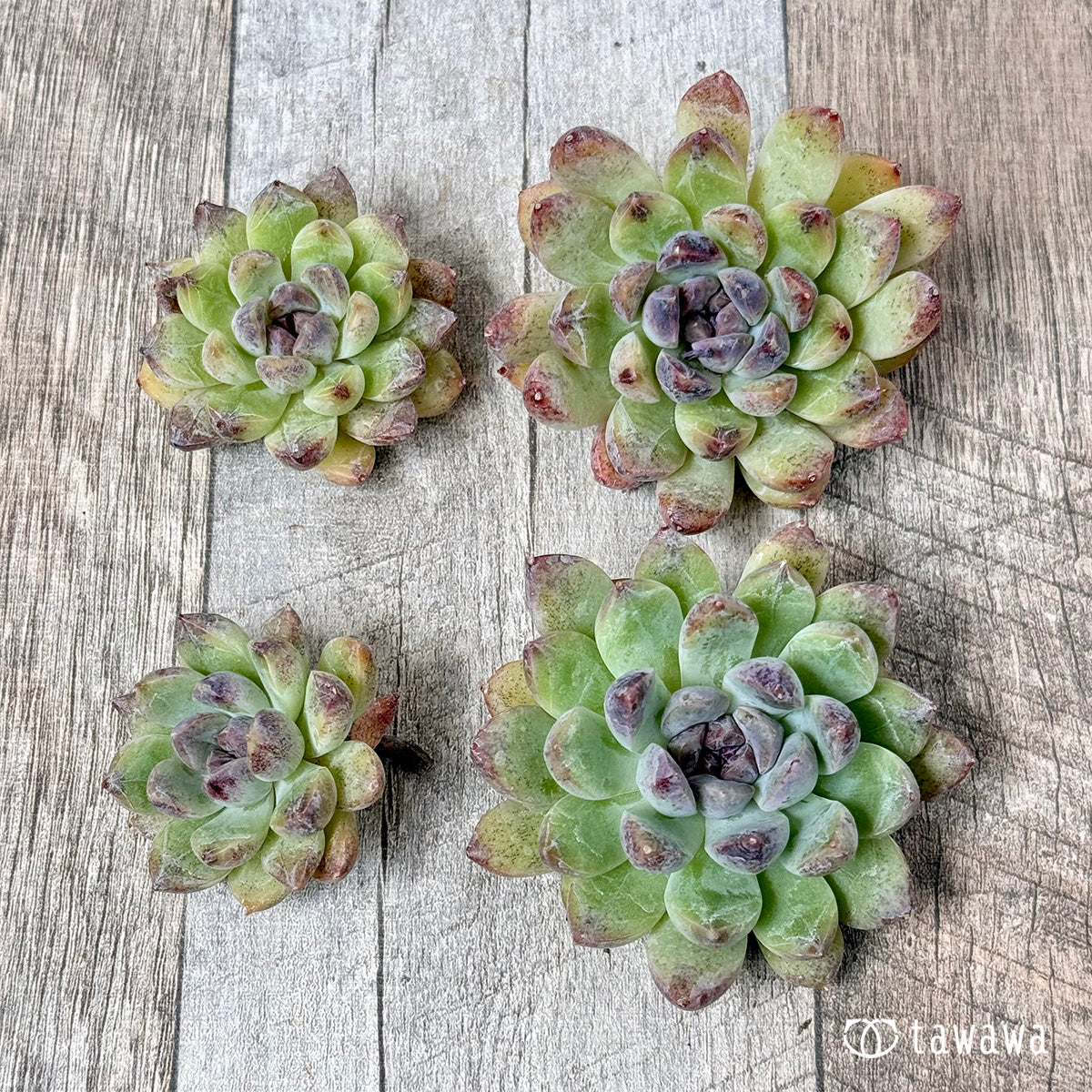 New Arrivals: Ice Green