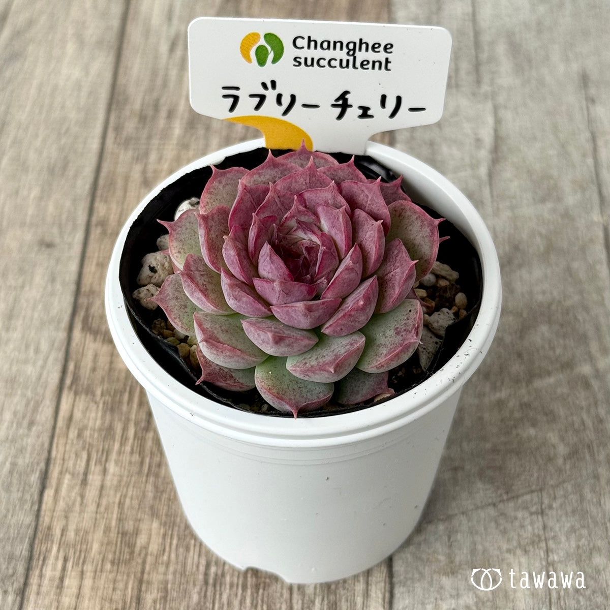 ラブリーチェリー（チャンヒー農園）【tawawaハウス苗】 – 多肉植物の