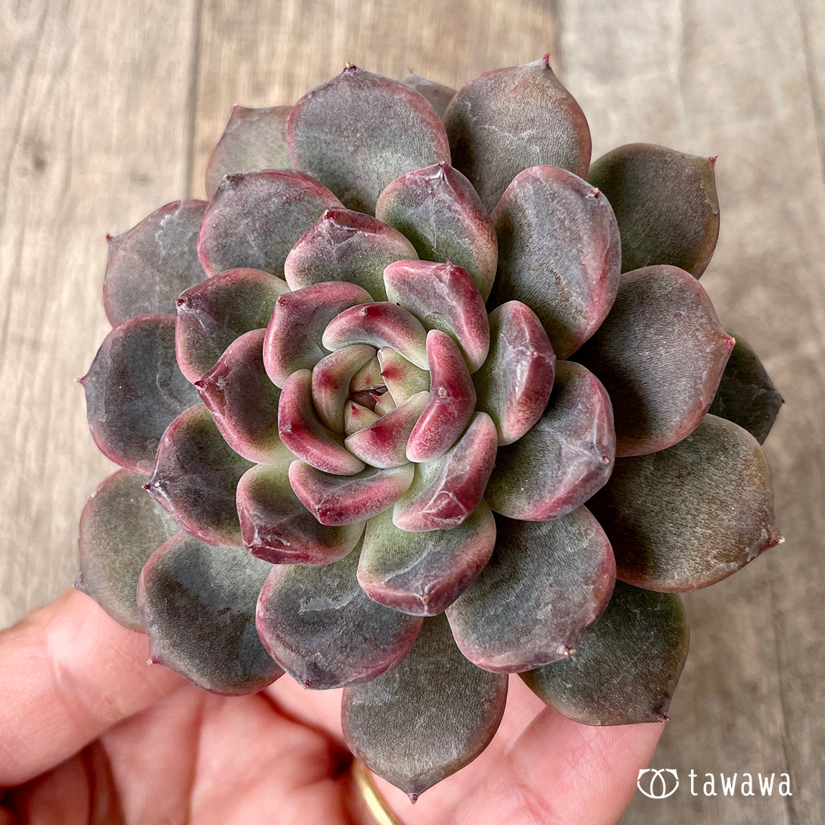 ＊新入荷＊　ライラックドレス【約8㎝以上】（チャンヒー農園苗）