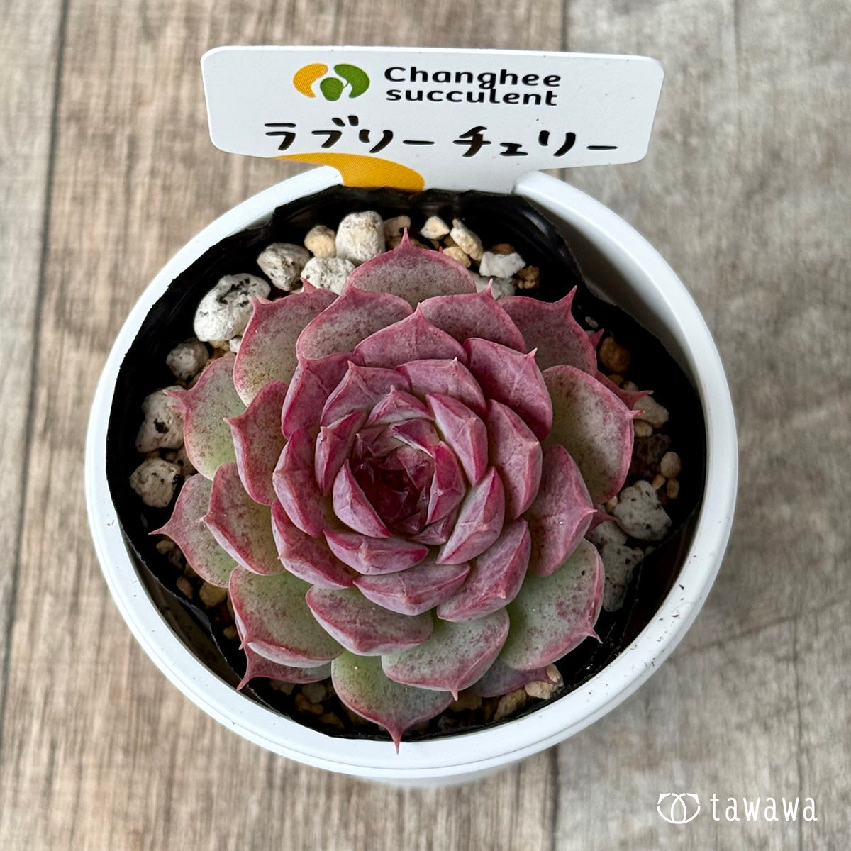 Lovely Cherry (Chang-hee Farm) [Tawawa House Seedlings]