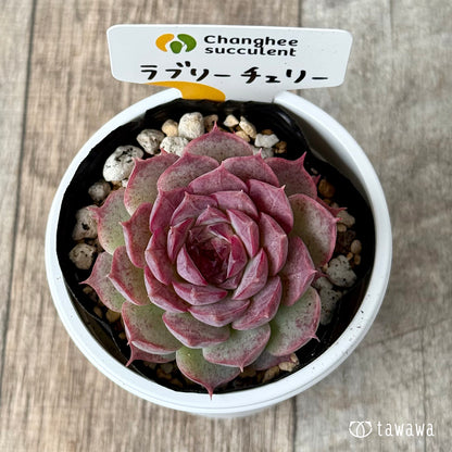 ラブリーチェリー（チャンヒー農園）【tawawaハウス苗】