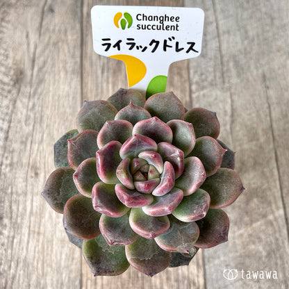 ＊新入荷＊　ライラックドレス【約8㎝以上】（チャンヒー農園苗）