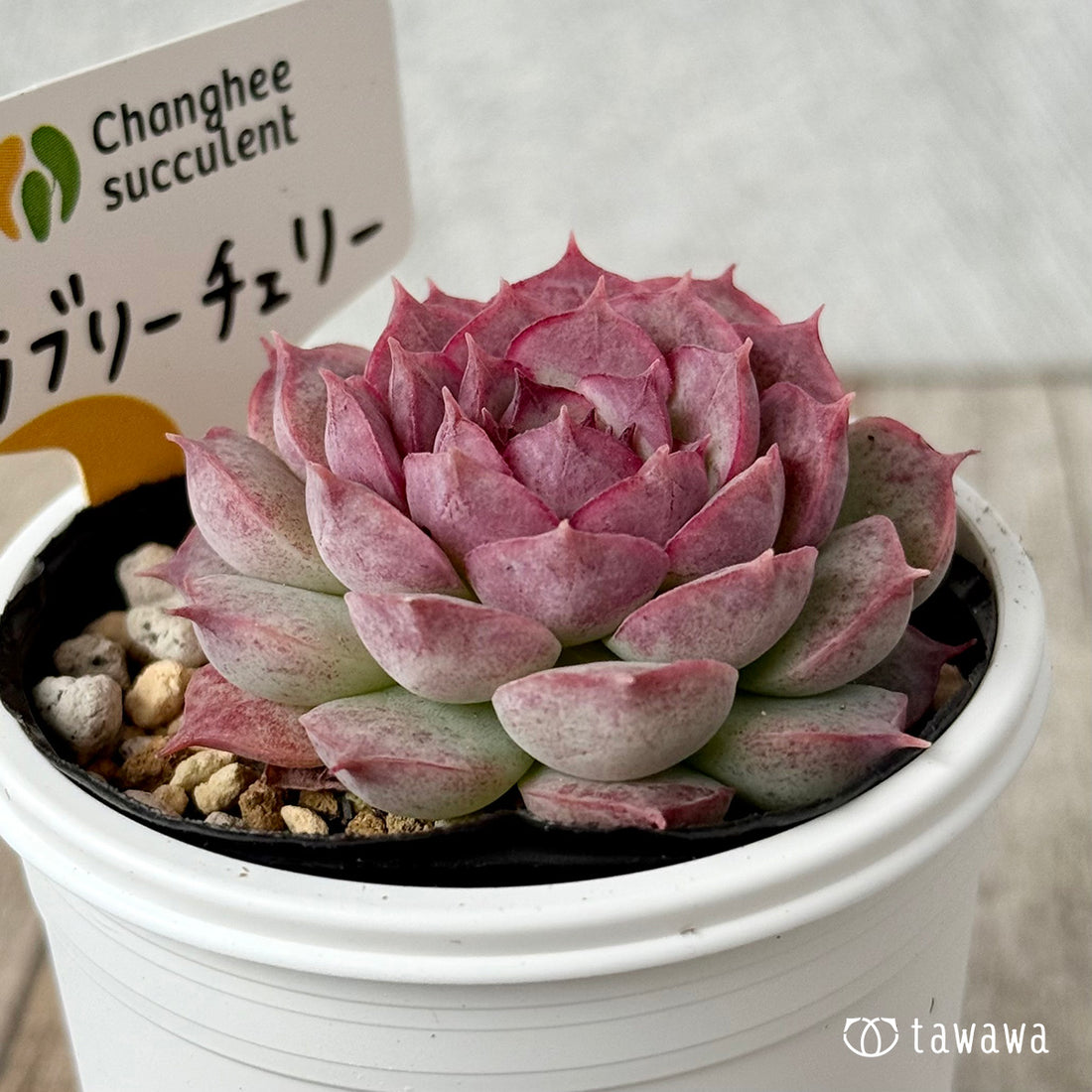 ＊新発売＊　ラブリーチェリー（チャンヒー農園）【tawawaハウス苗】