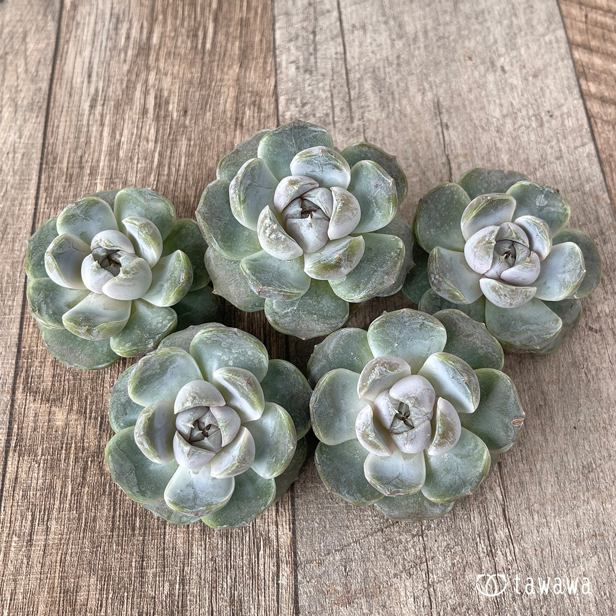 ＊新入荷＊　リラシナ ×アルビカンス（チャンヒー農園苗）